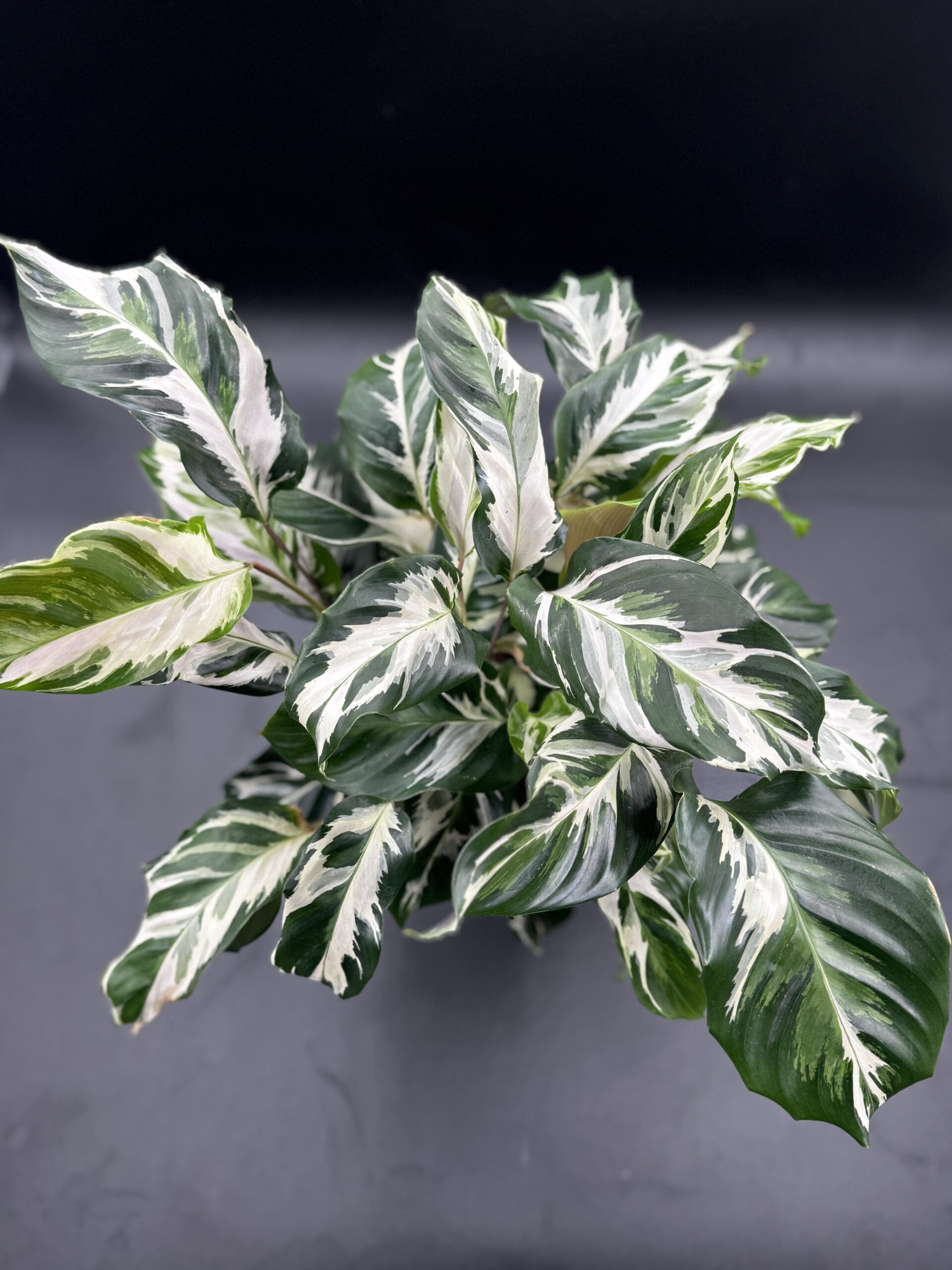 その他観葉植物 stella Calathea Stella (US PP34710) - Rare Plant Daddy