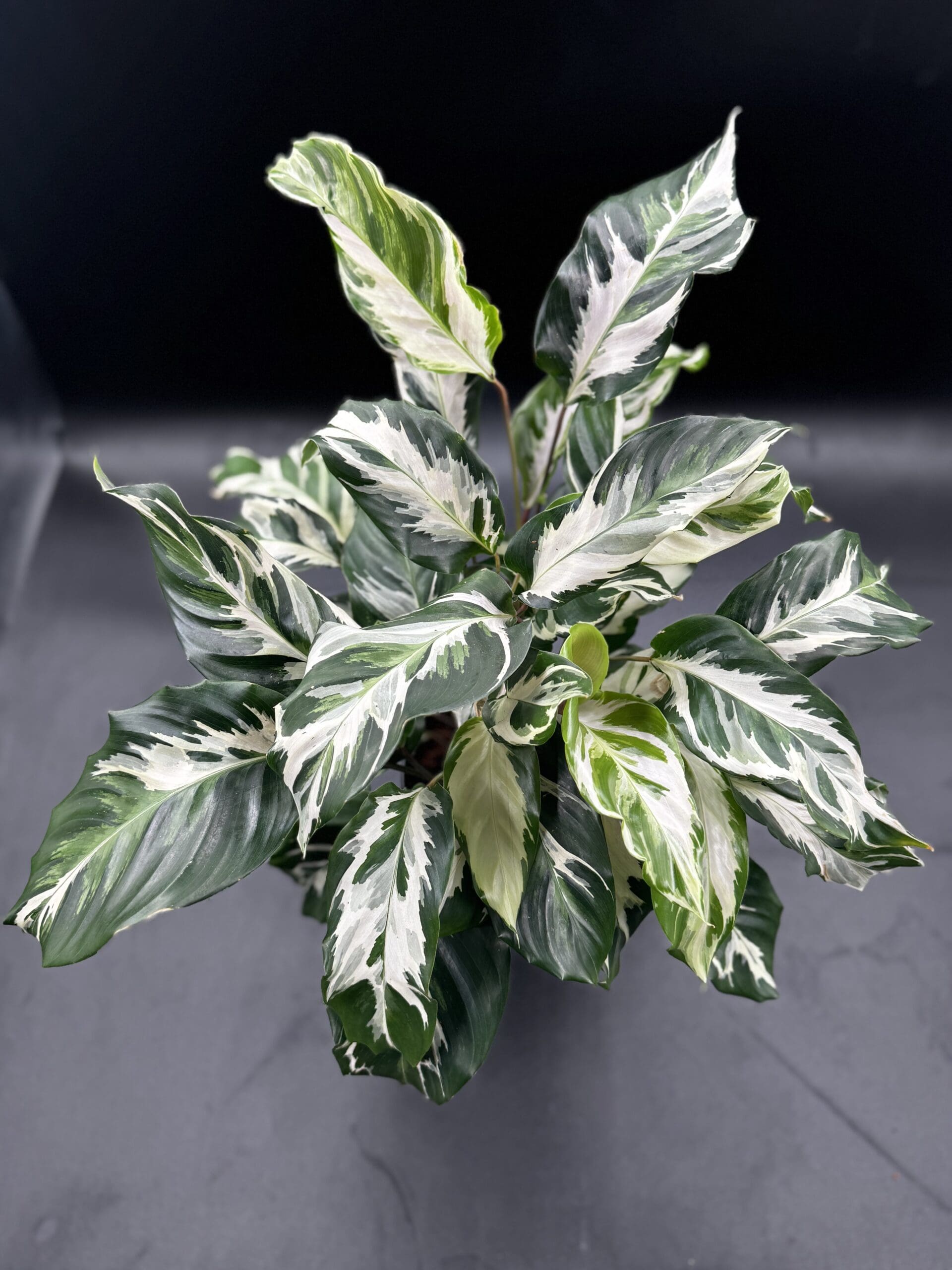 Calathea Stella (US PP34710) - Rare Plant Daddy
