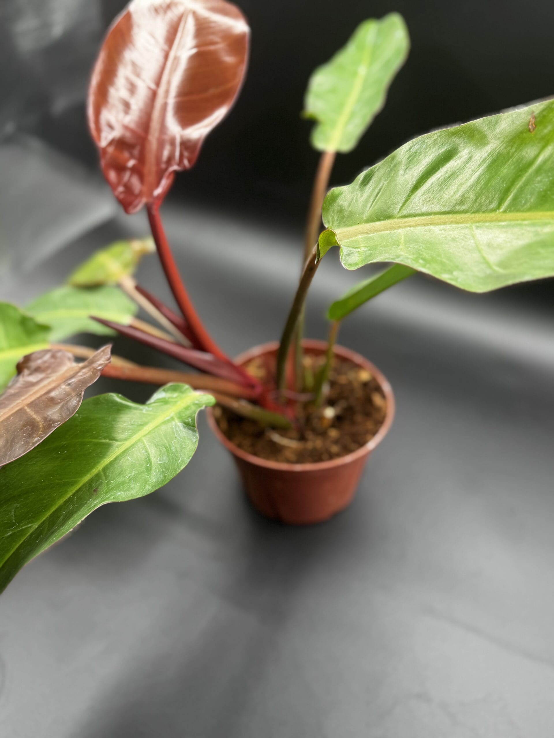 Philodendron Sun Red - Rare Plant Daddy