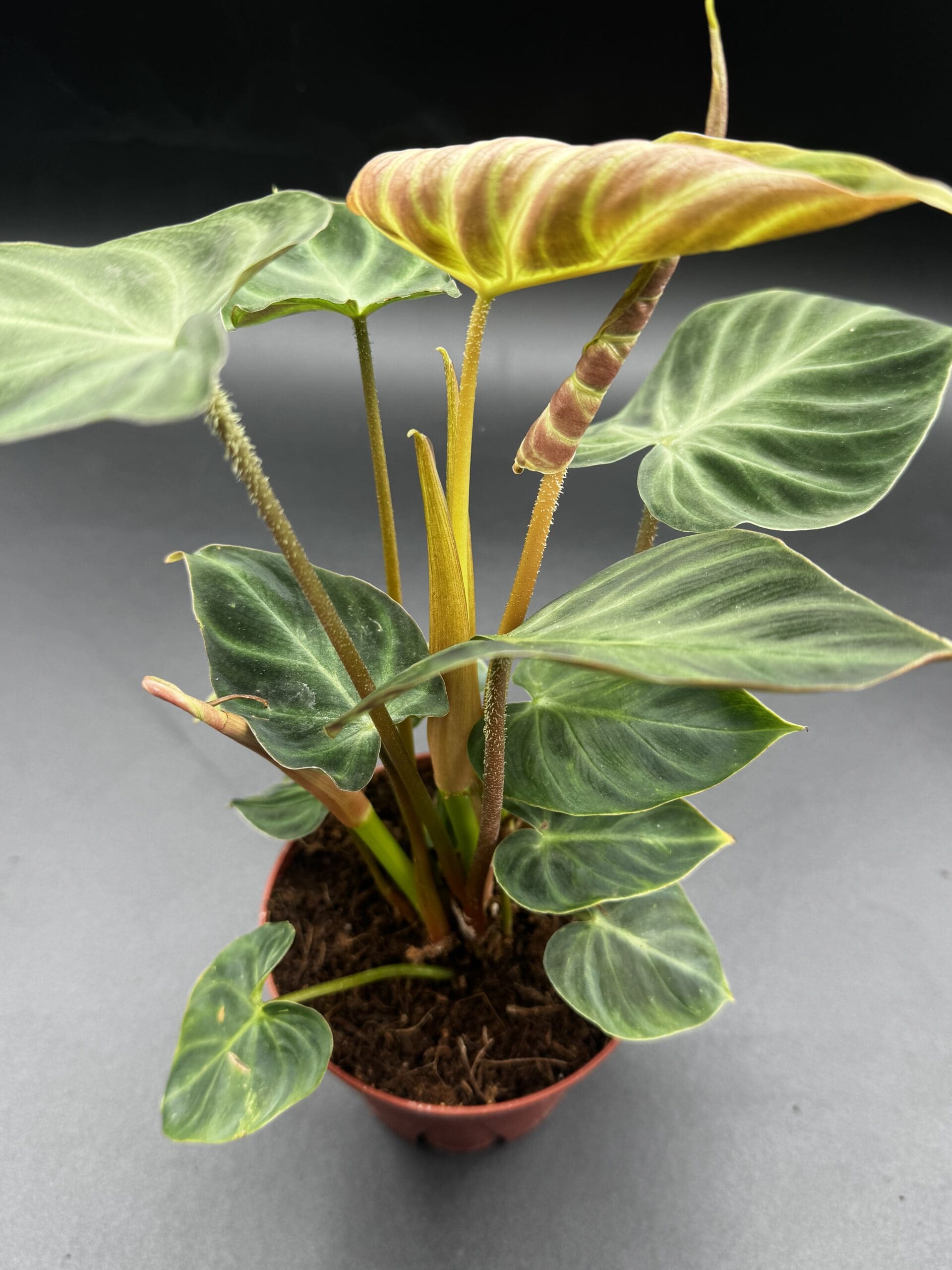 Philodendron Verrucosum Rare Plant Daddy philodendron-verrucosum-rare-plant-daddy