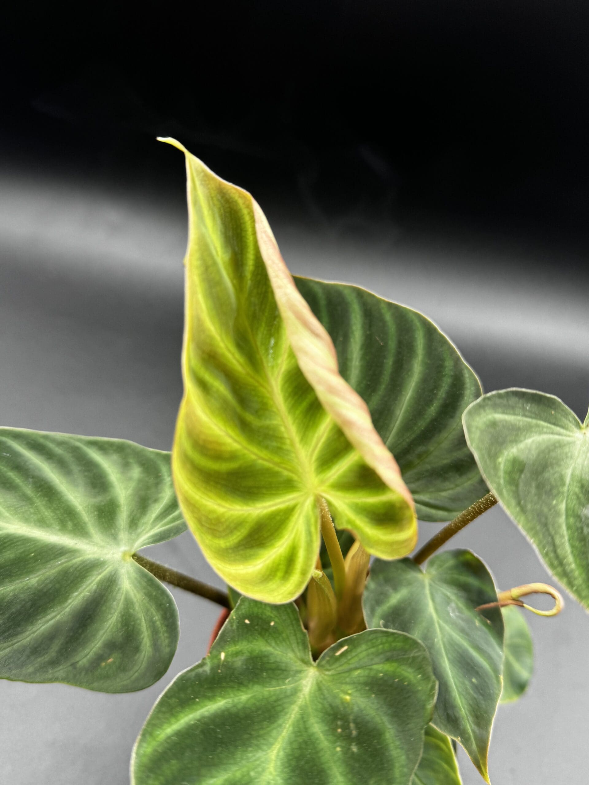 Philodendron Verrucosum – Rare Live Plant For Dart Frog Vivarium & Terrarium