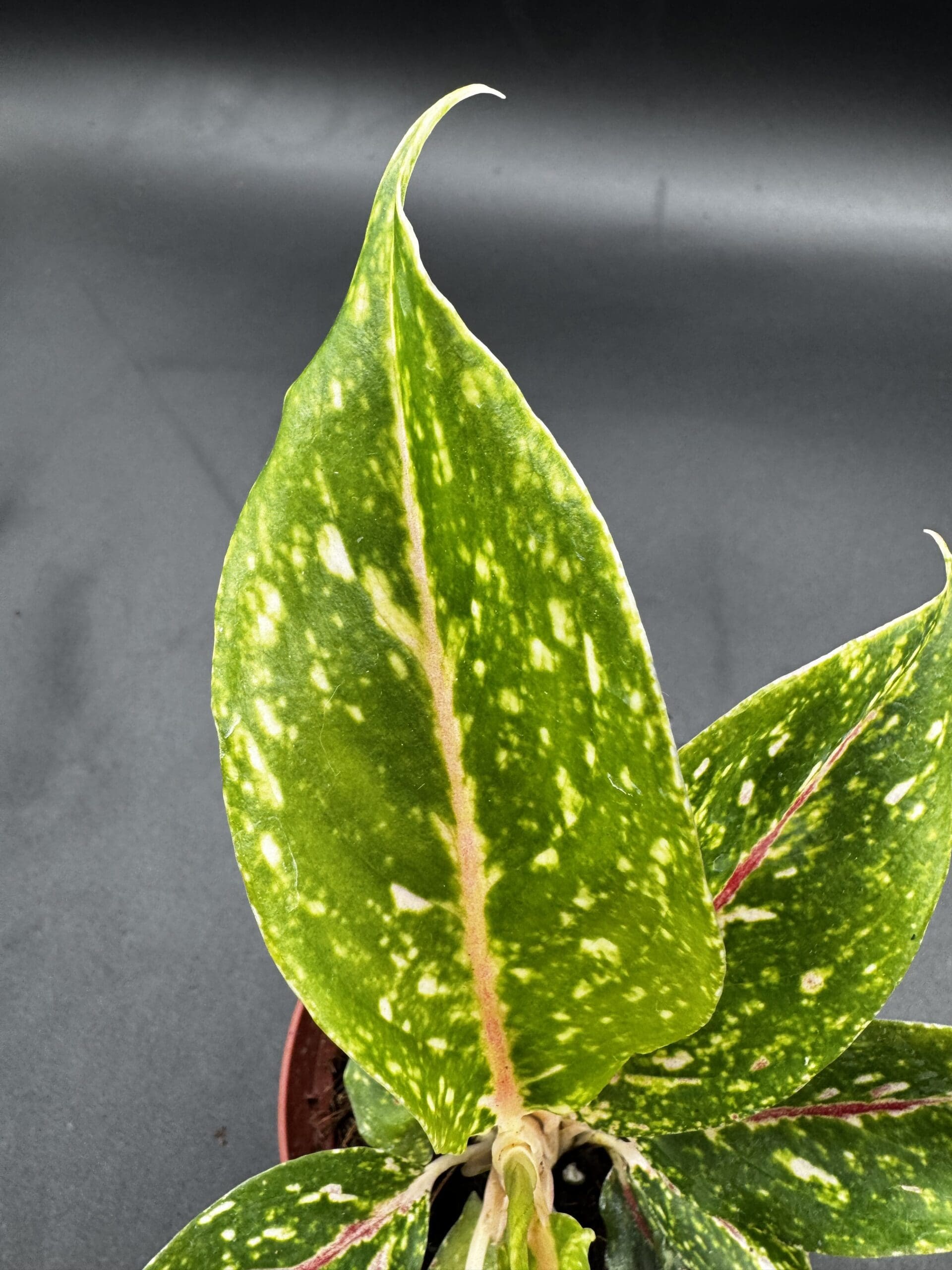 Aglaonema Night Sparkle tropical houseplant in a four inch pot close up leaf