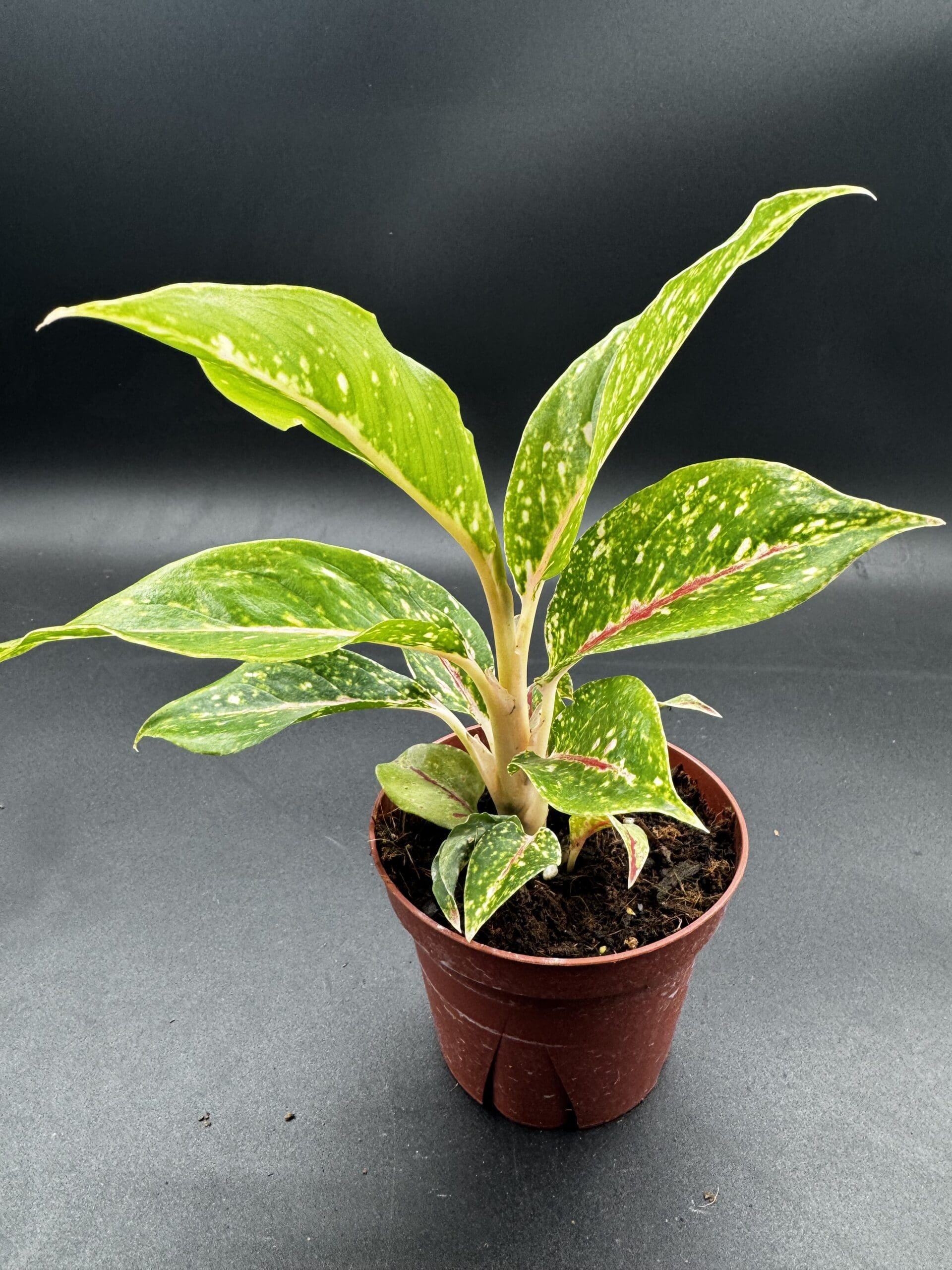 Aglaonema Night Sparkle tropical houseplant in a four inch pot side view angled