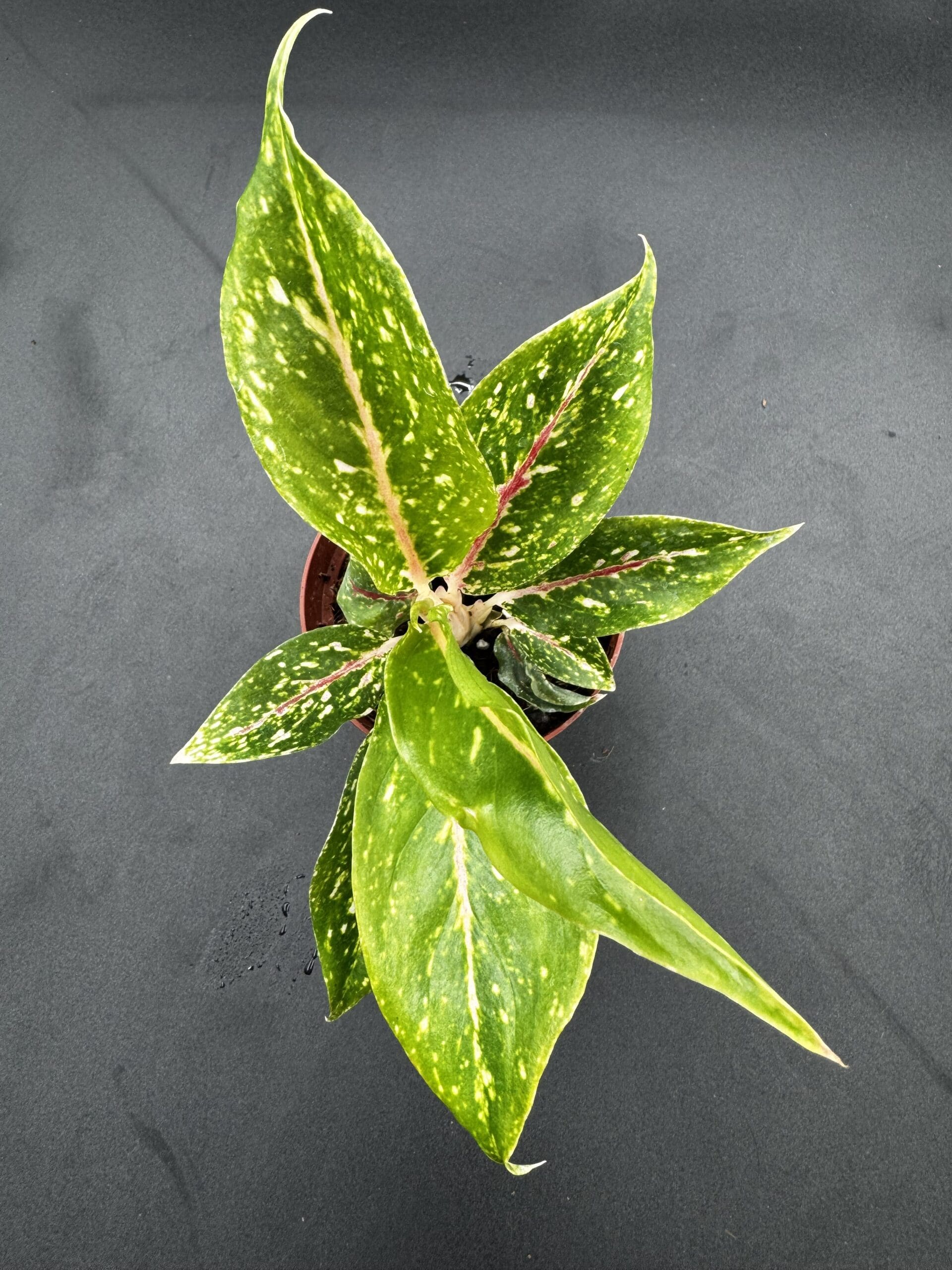 Aglaonema Night Sparkle tropical houseplant in a four inch pot top view angled