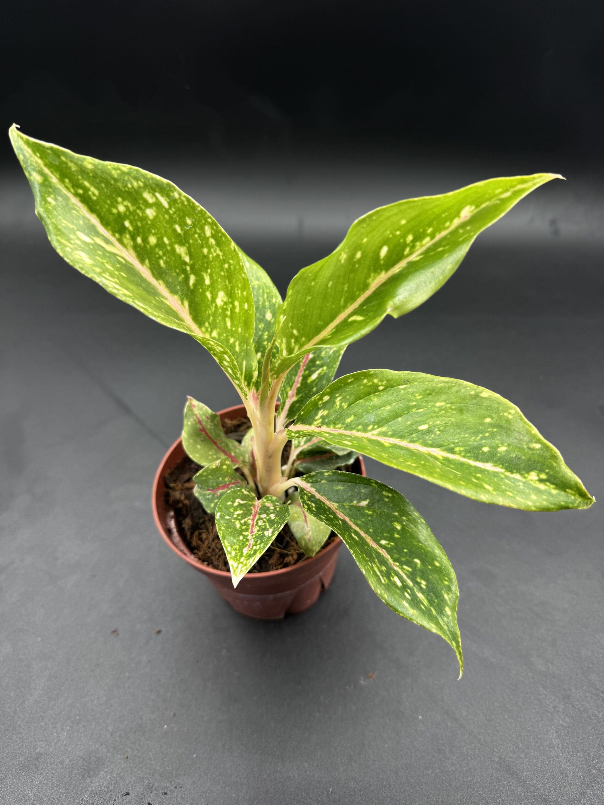 Aglaonema Night Sparkle tropical houseplant in a four inch pot top view close up
