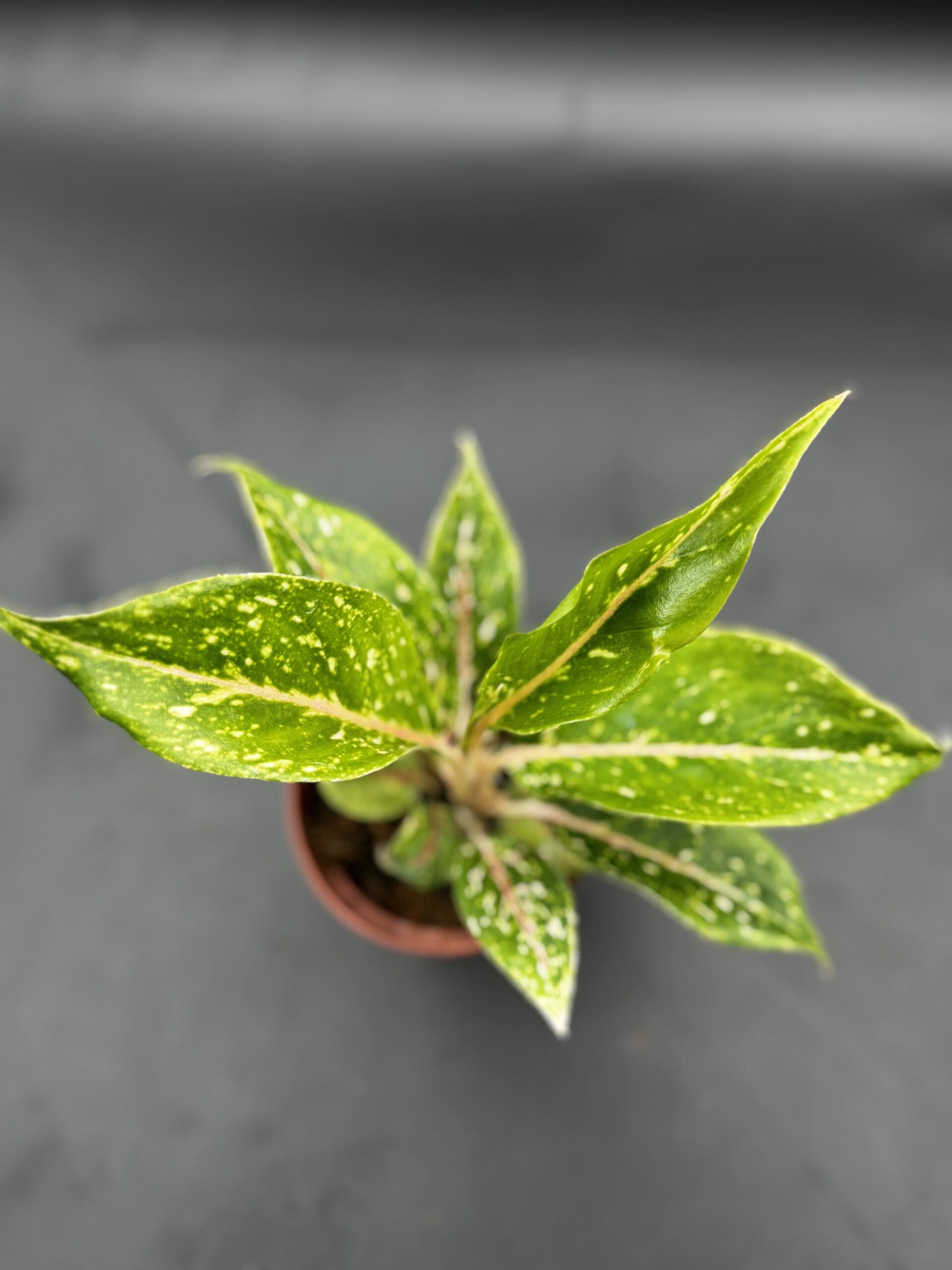 Aglaonema Night Sparkle tropical houseplant in a four inch pot top view