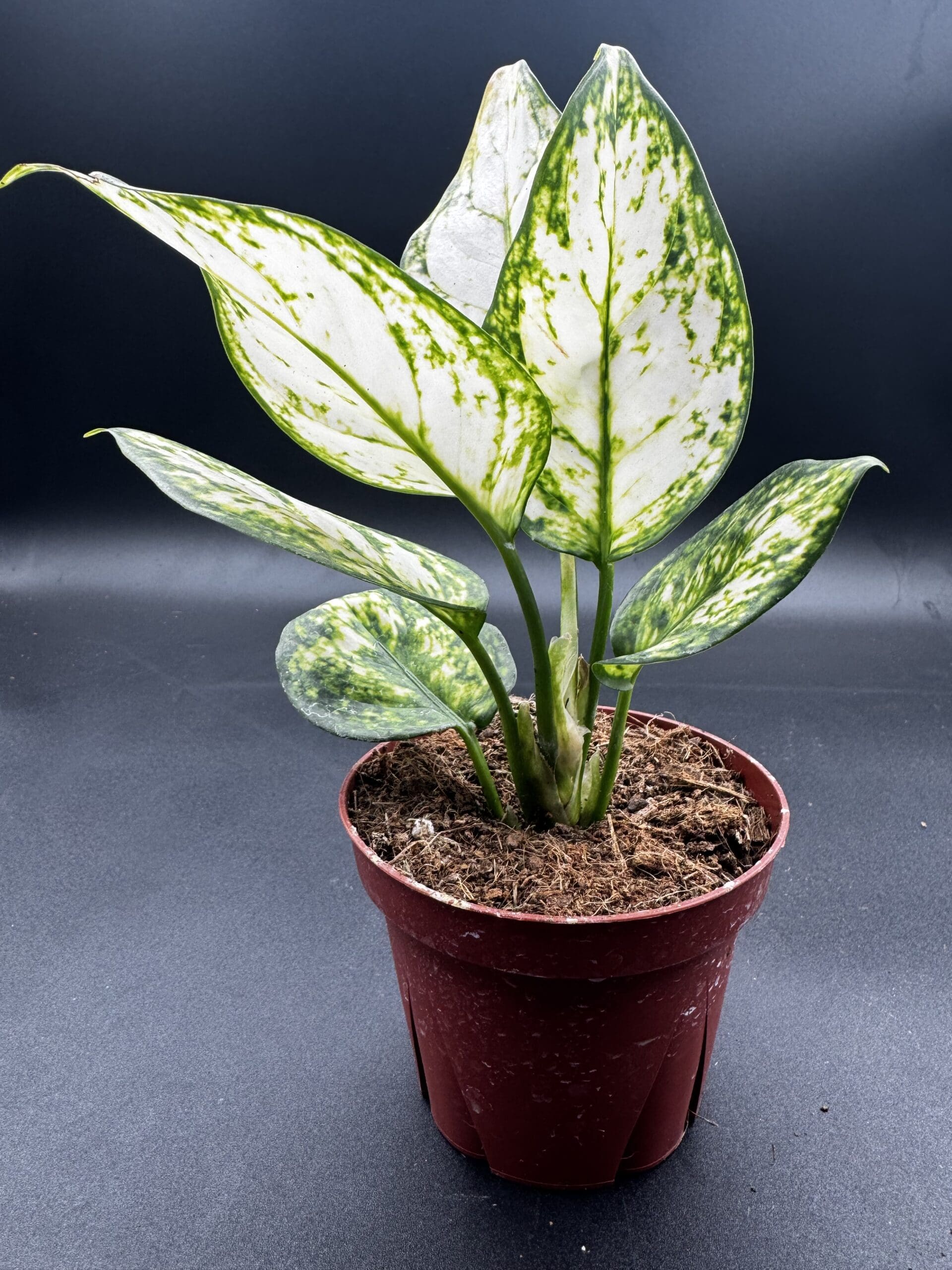 アグラオネマ 【ANG-F1-383】Aglaonema pictum ANG Yahoo!オークション -「[ang」(その他) (観葉植物)の落札相場