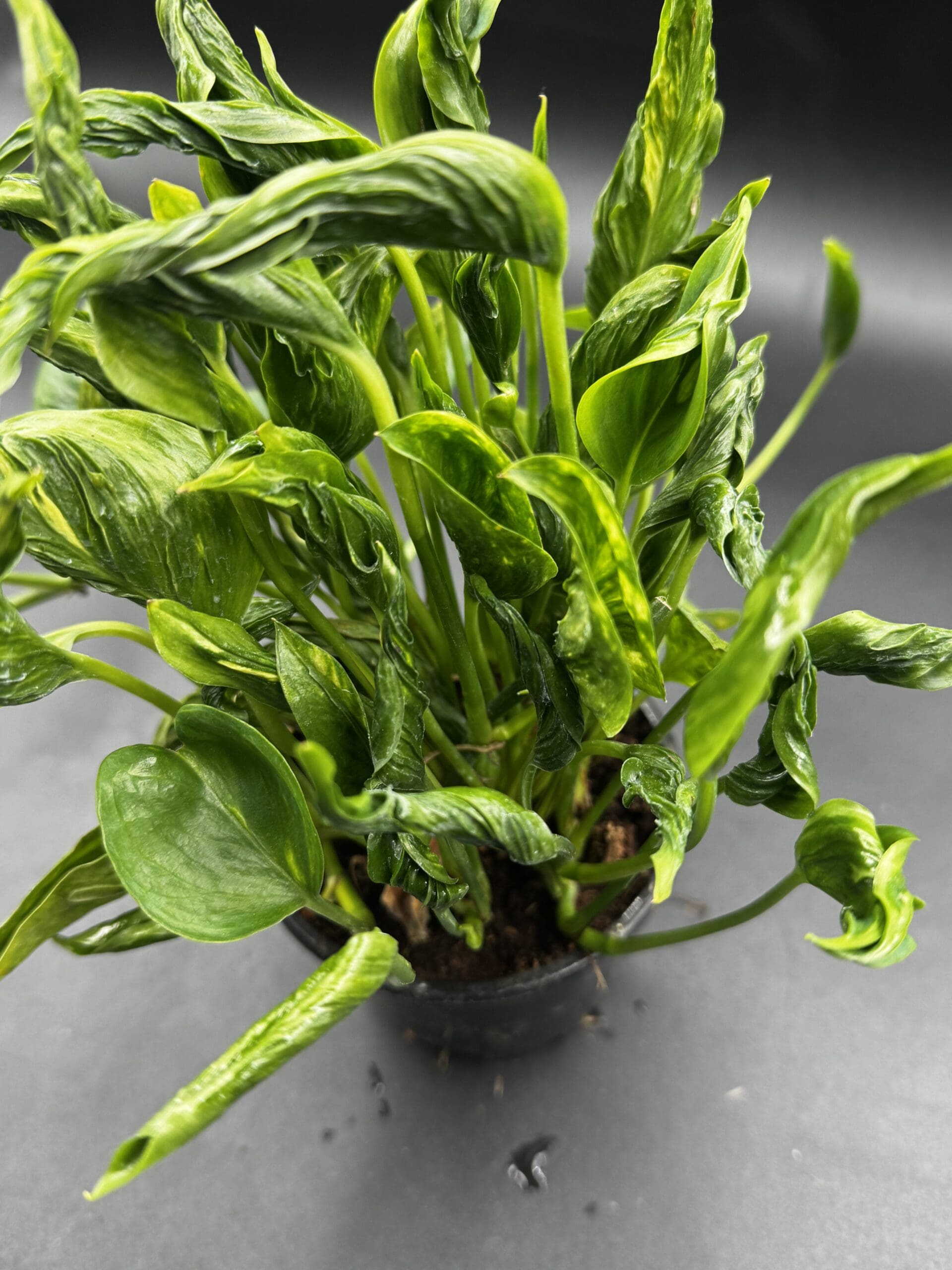 An Epipremnum Shangri-La tropical houseplant in a four inch pot close up side view