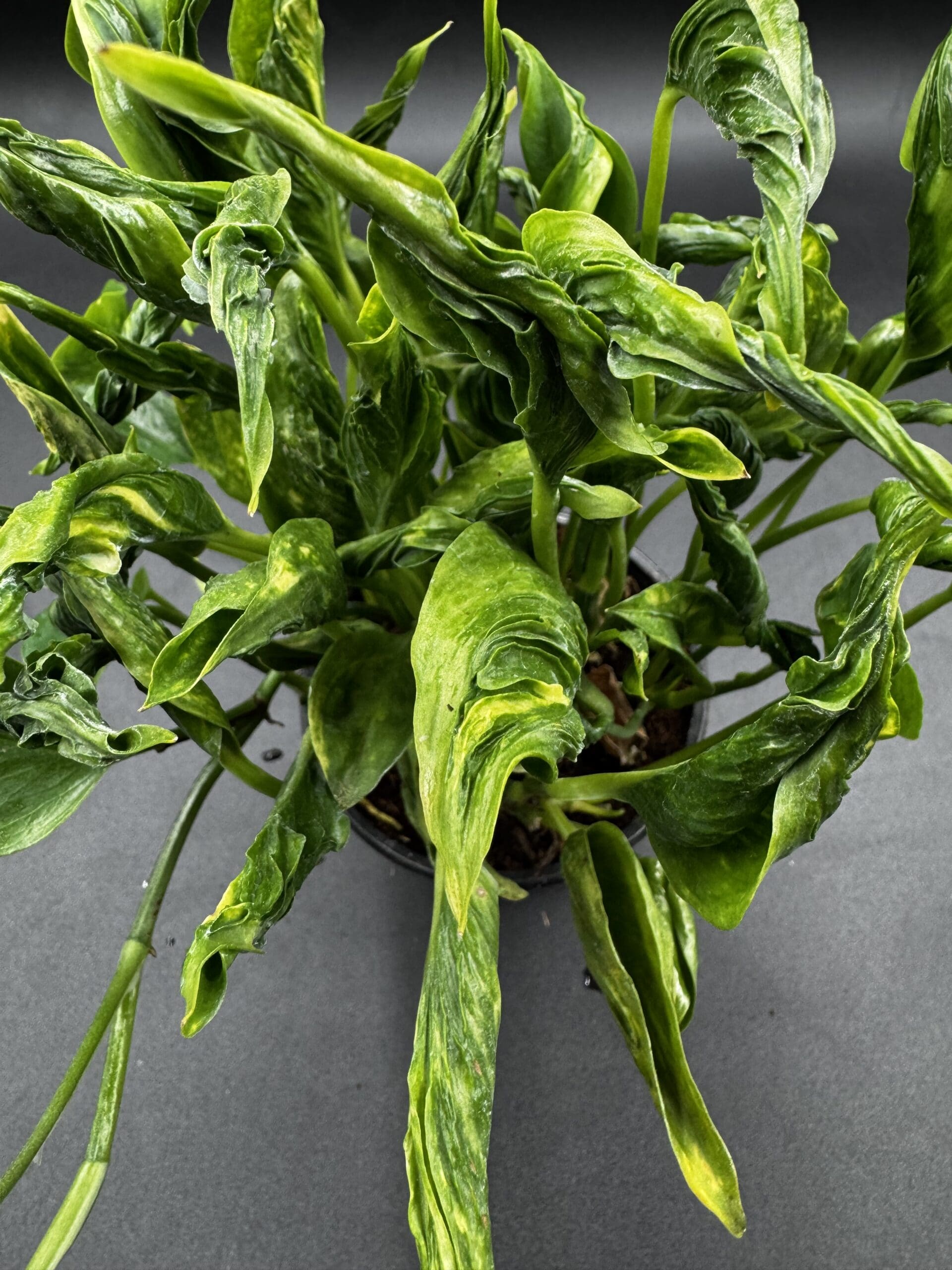 An Epipremnum Shangri-La tropical houseplant in a four inch pot close up