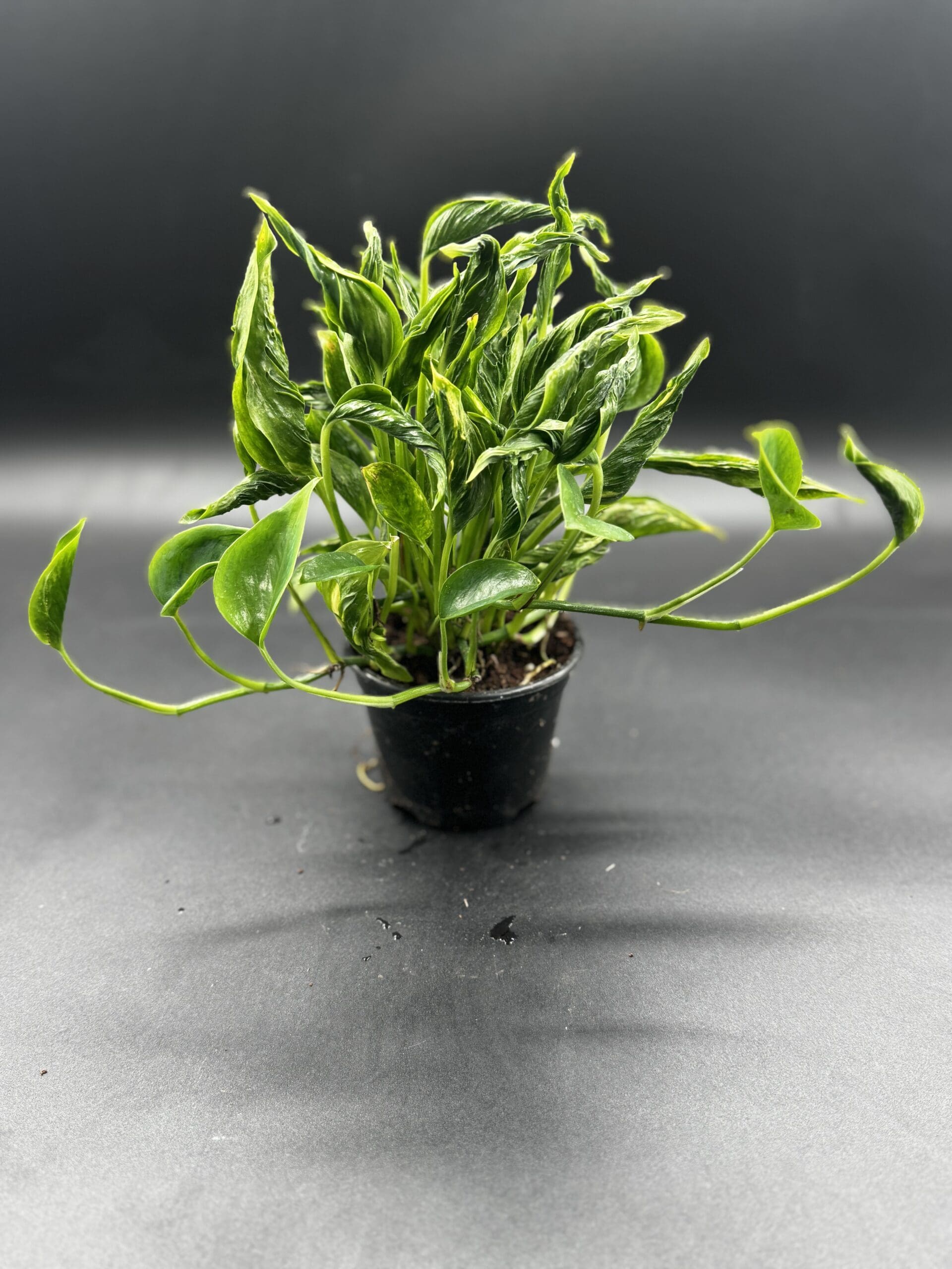 An Epipremnum Shangri-La tropical houseplant in a four inch pot side view
