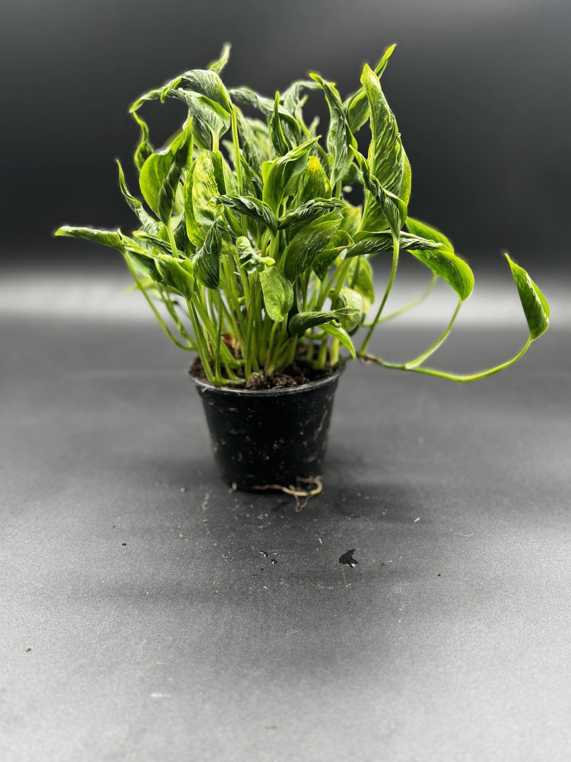 An Epipremnum Shangri-La tropical houseplant in a four inch pot