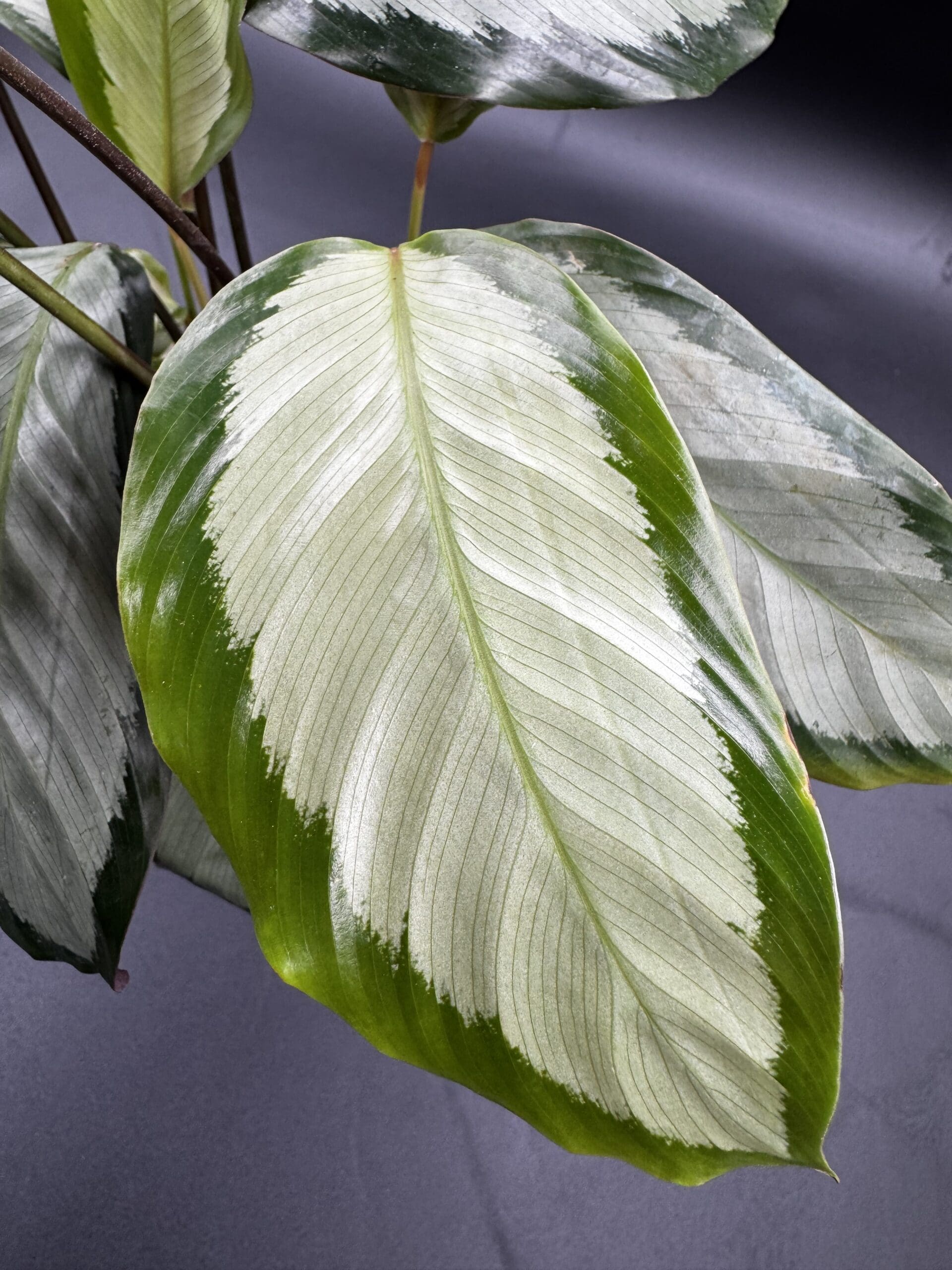 Calathea Picturata tropical houseplant in a six inch pot close up of a leaf