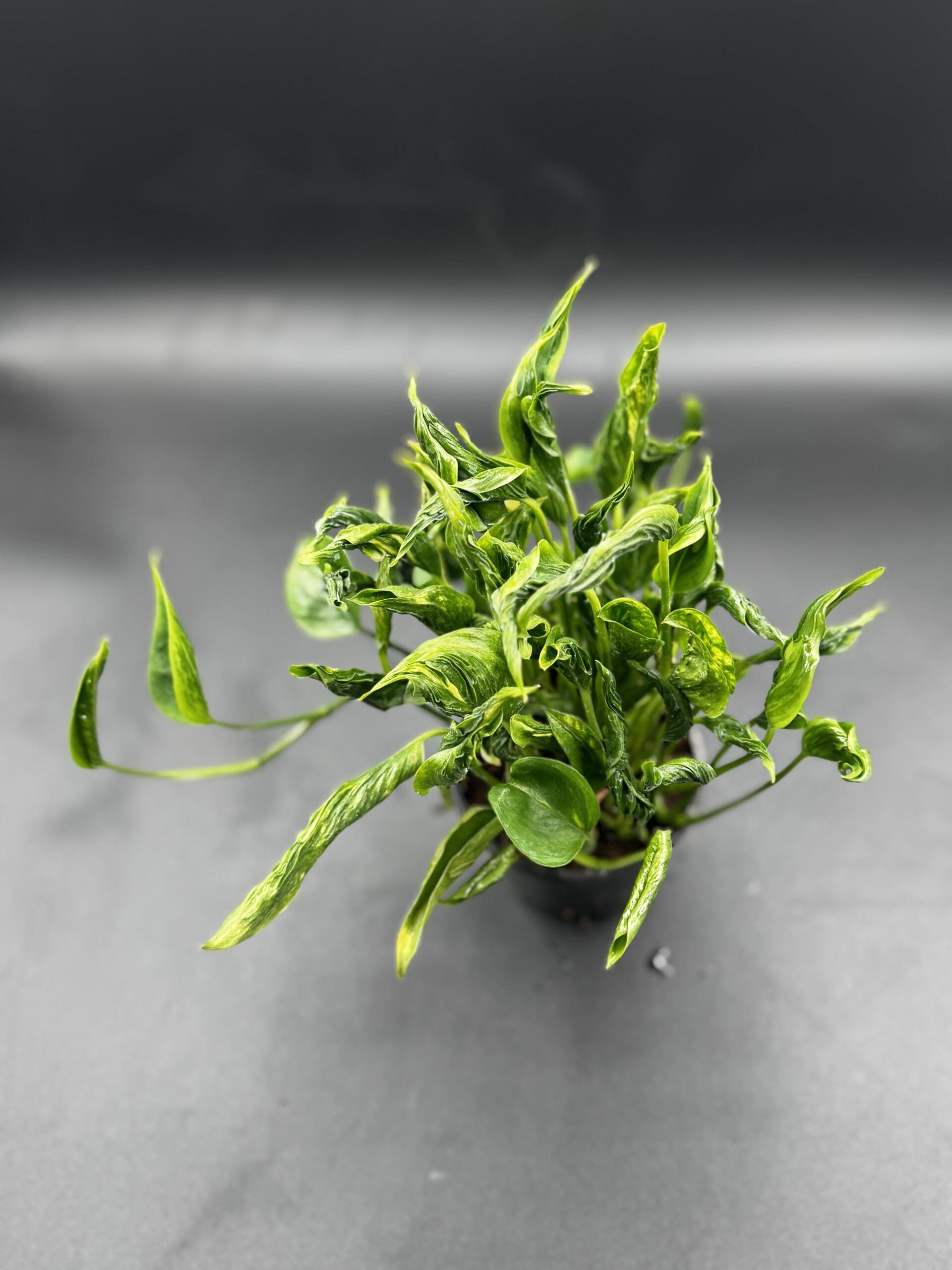 Epipremnum Shangri-La tropical houseplant in a four inch pot top view
