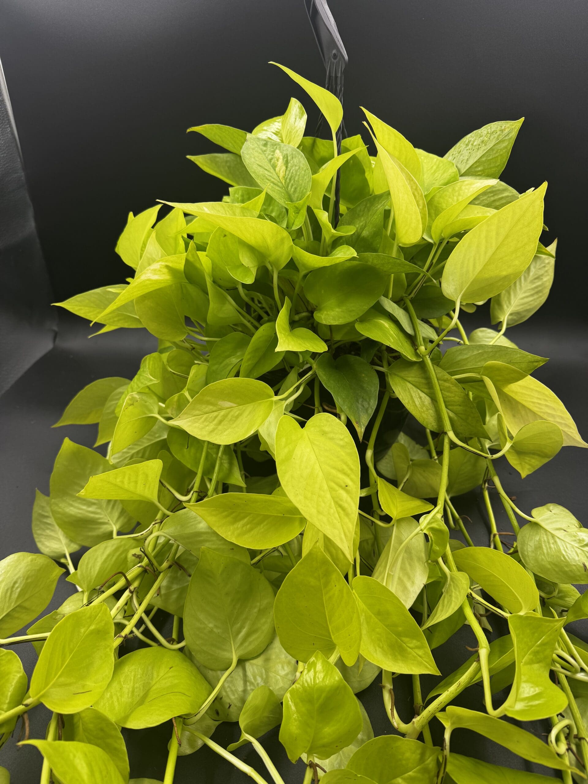 Pothos Neon tropical houseplant in a eight inch pot hanging basket close up