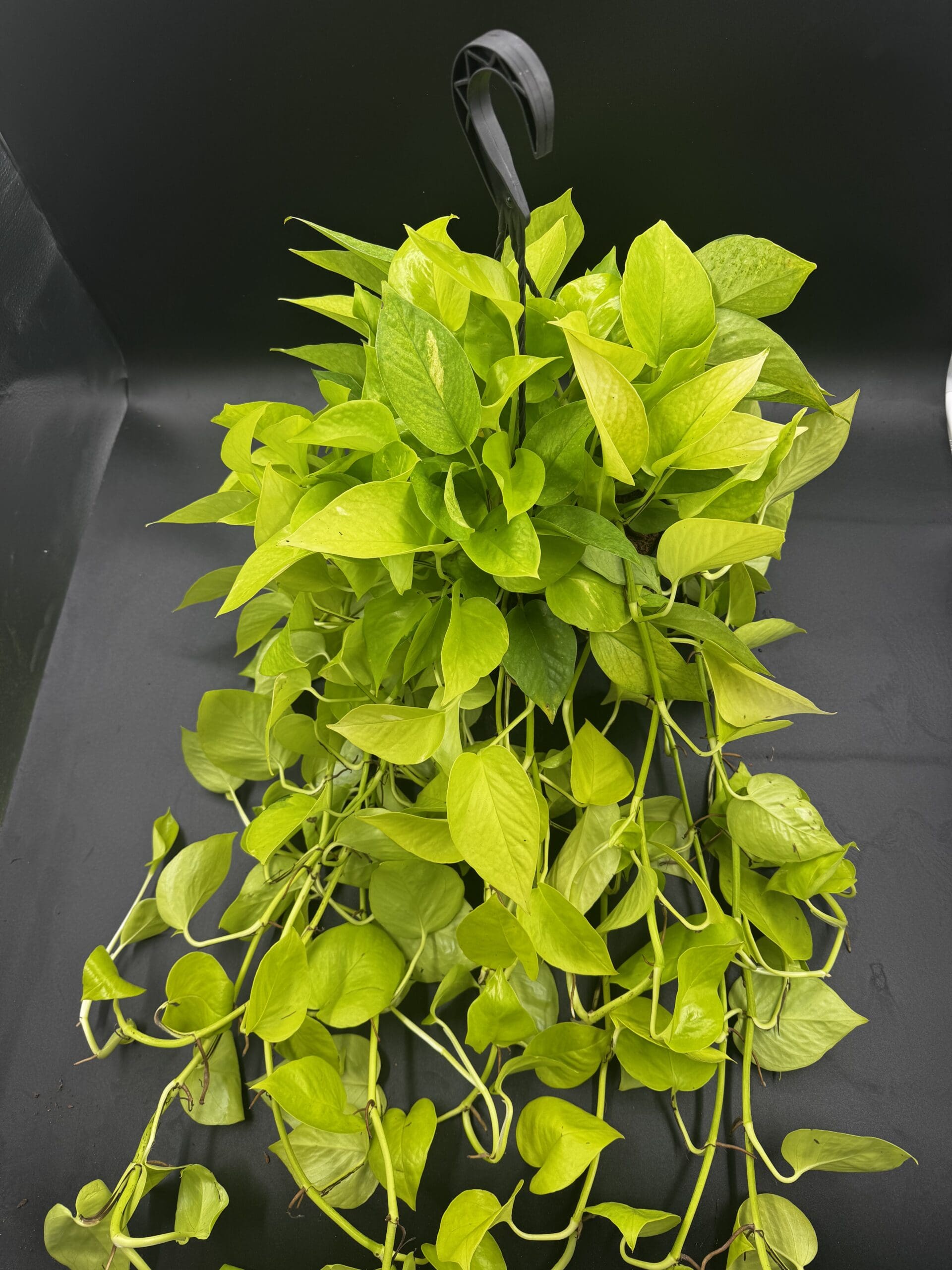 Pothos Neon tropical houseplant in a eight inch pot hanging basket