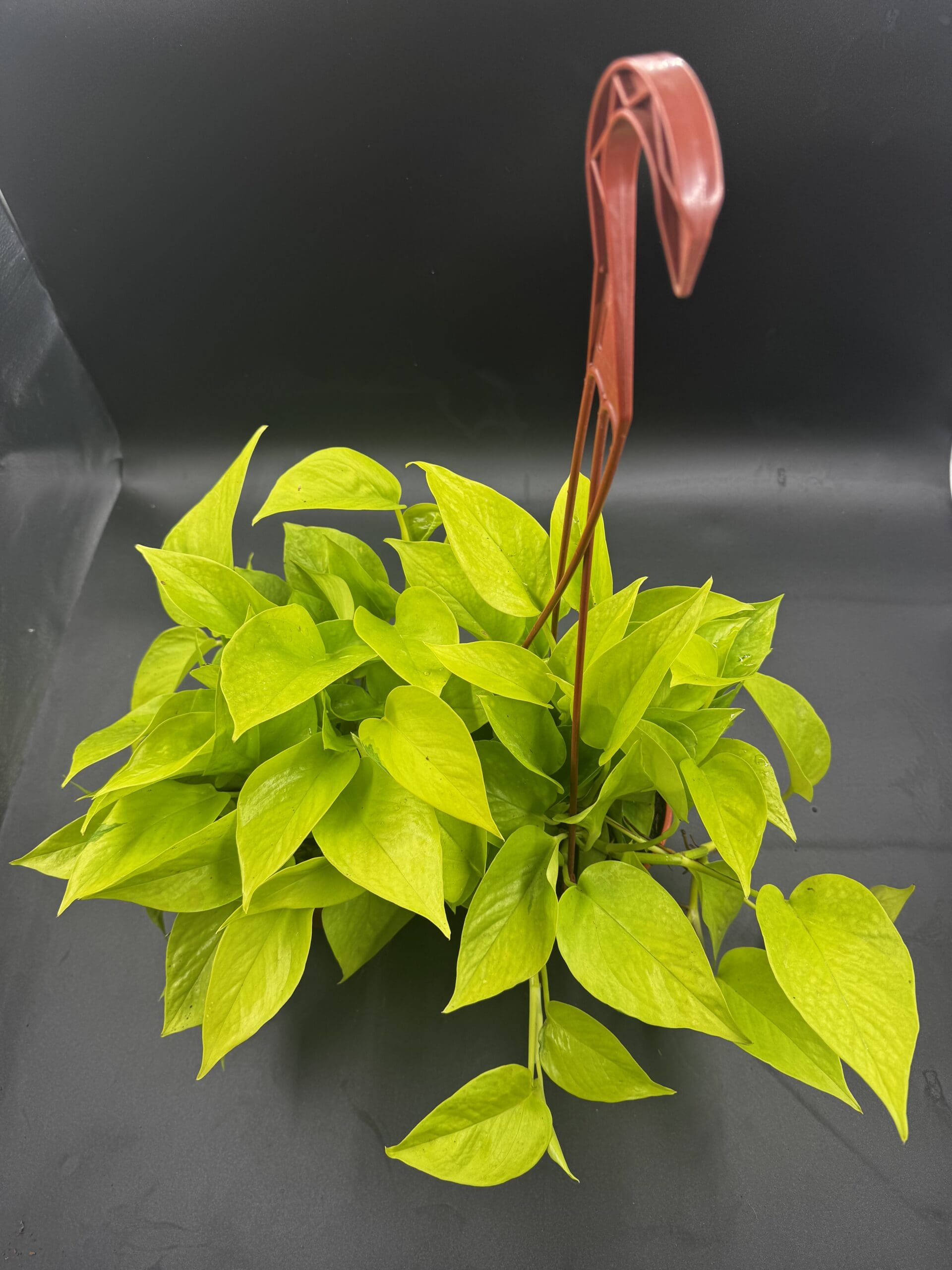 Pothos Neon tropical houseplant in a six inch hanging pot