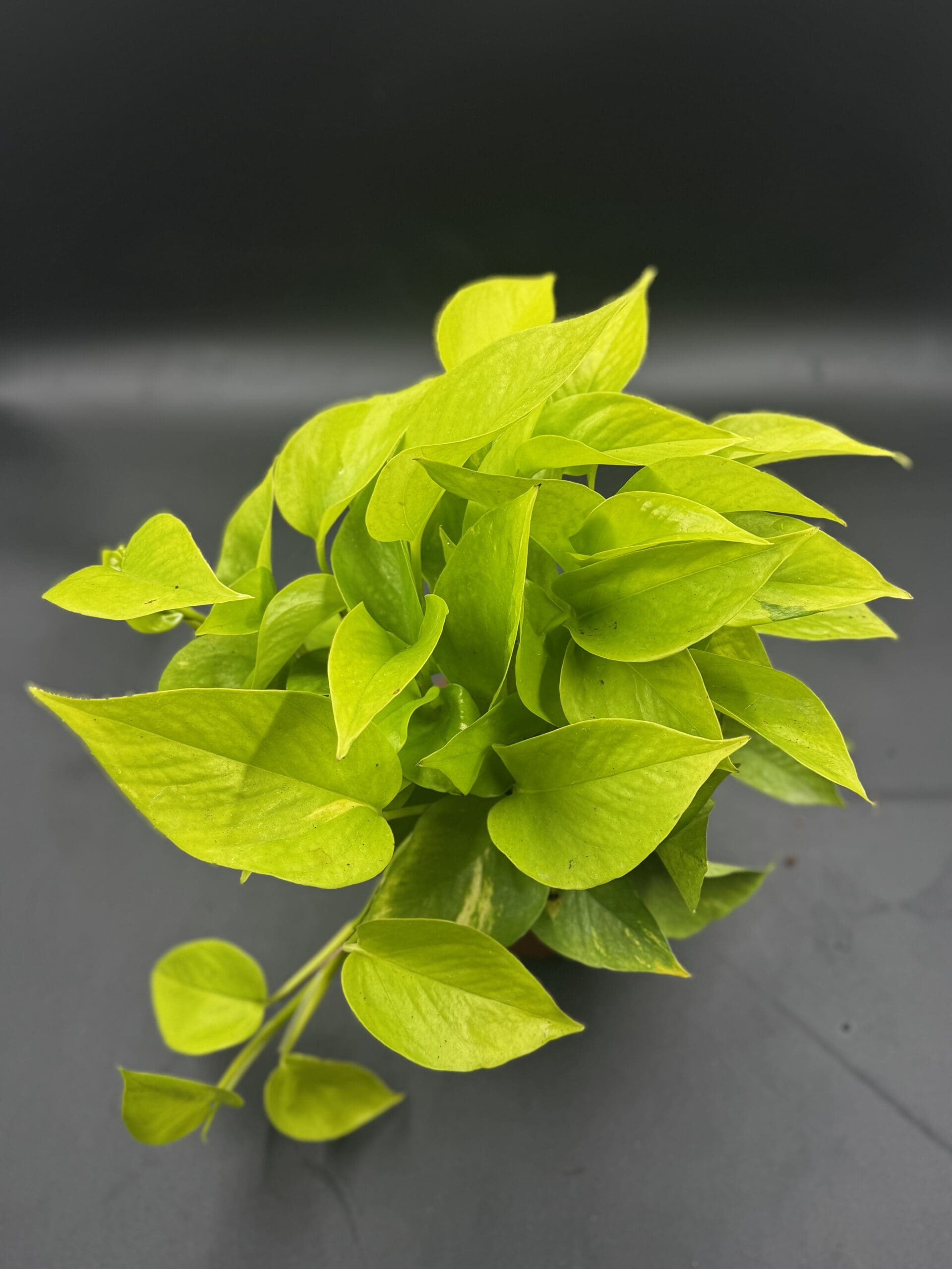 Pothos Neon tropical houseplant in a six inch pot top view