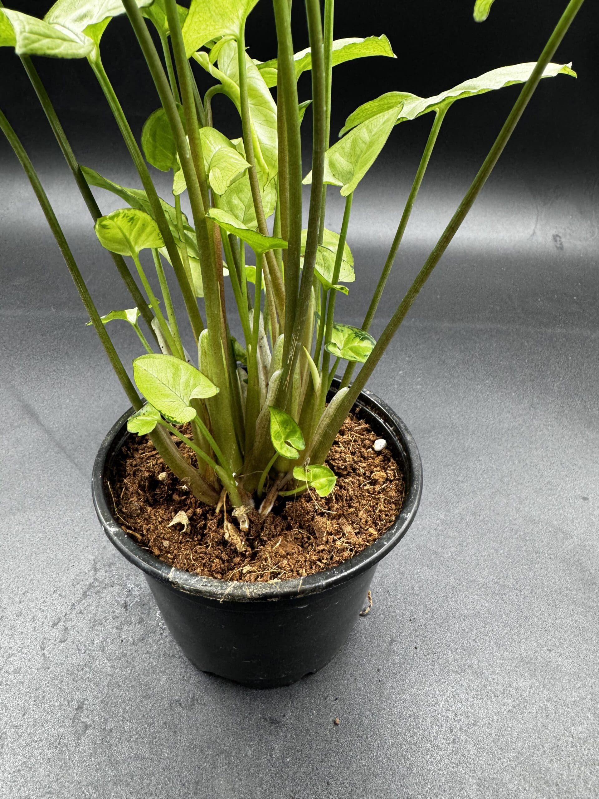 Syngonium White Butterfly tropical houseplant in a four inch pot bottom view