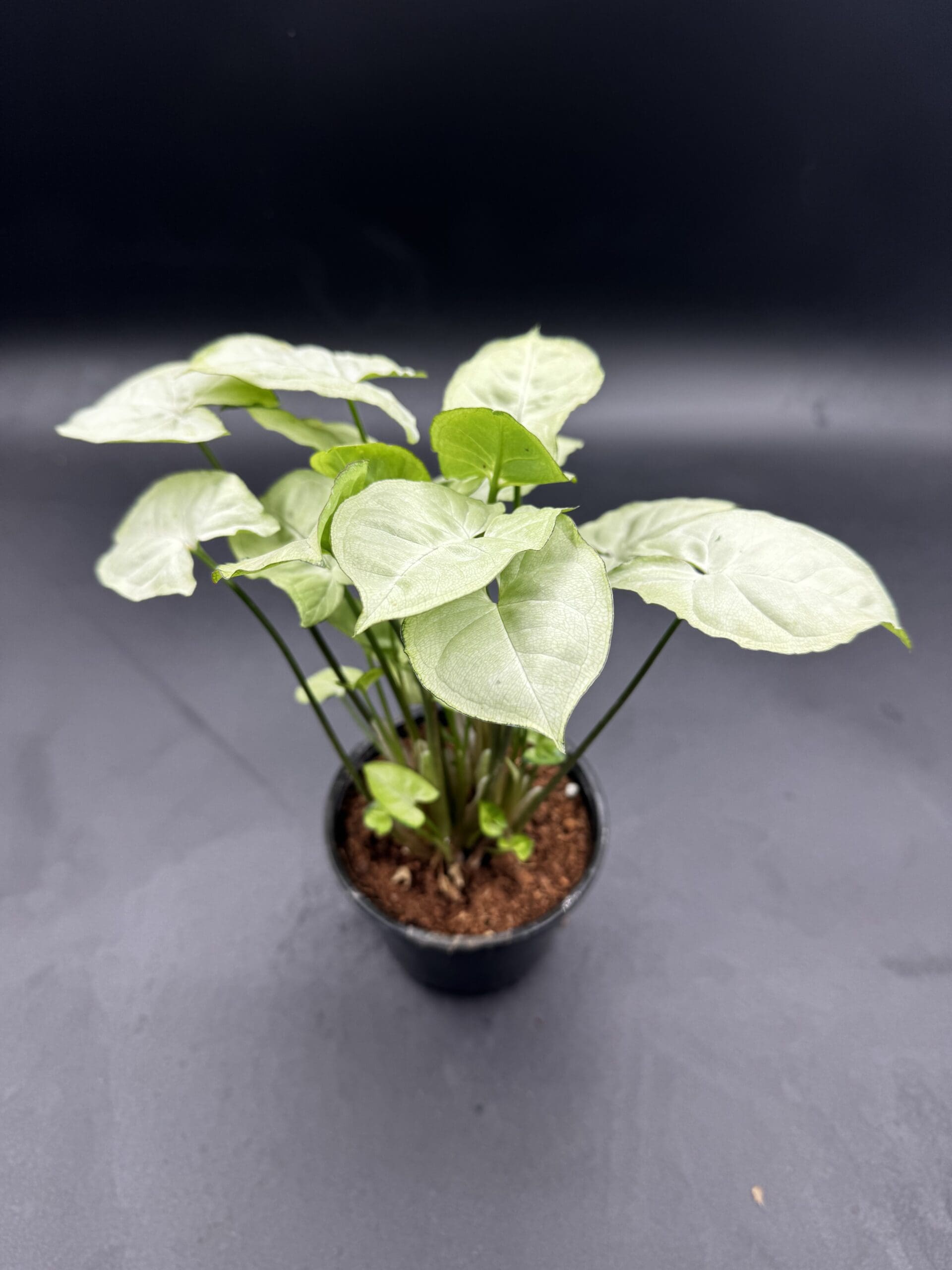 Syngonium White Butterfly tropical houseplant in a four inch pot top view