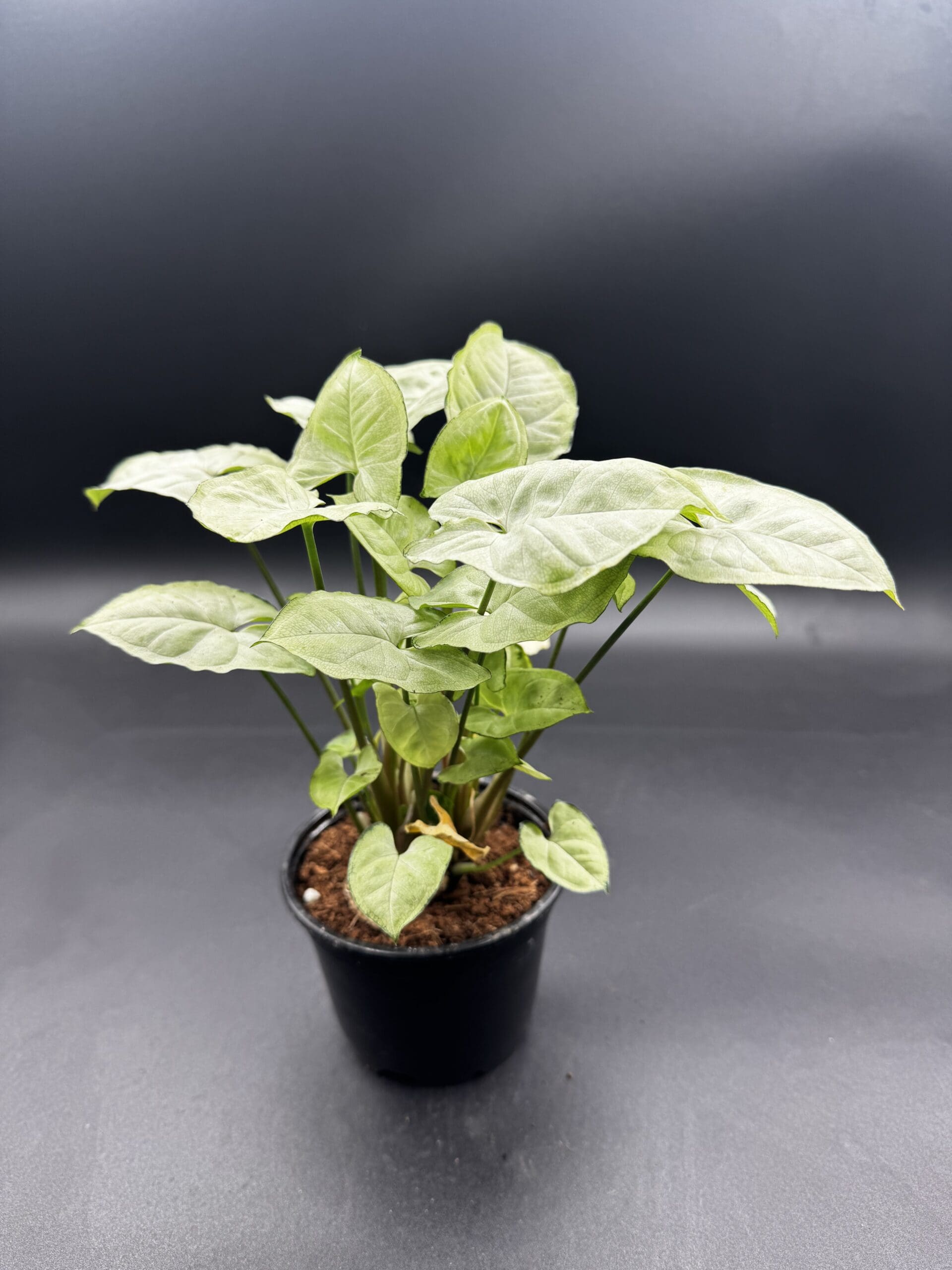 Syngonium White Butterfly tropical houseplant in a four inch pot view from the side