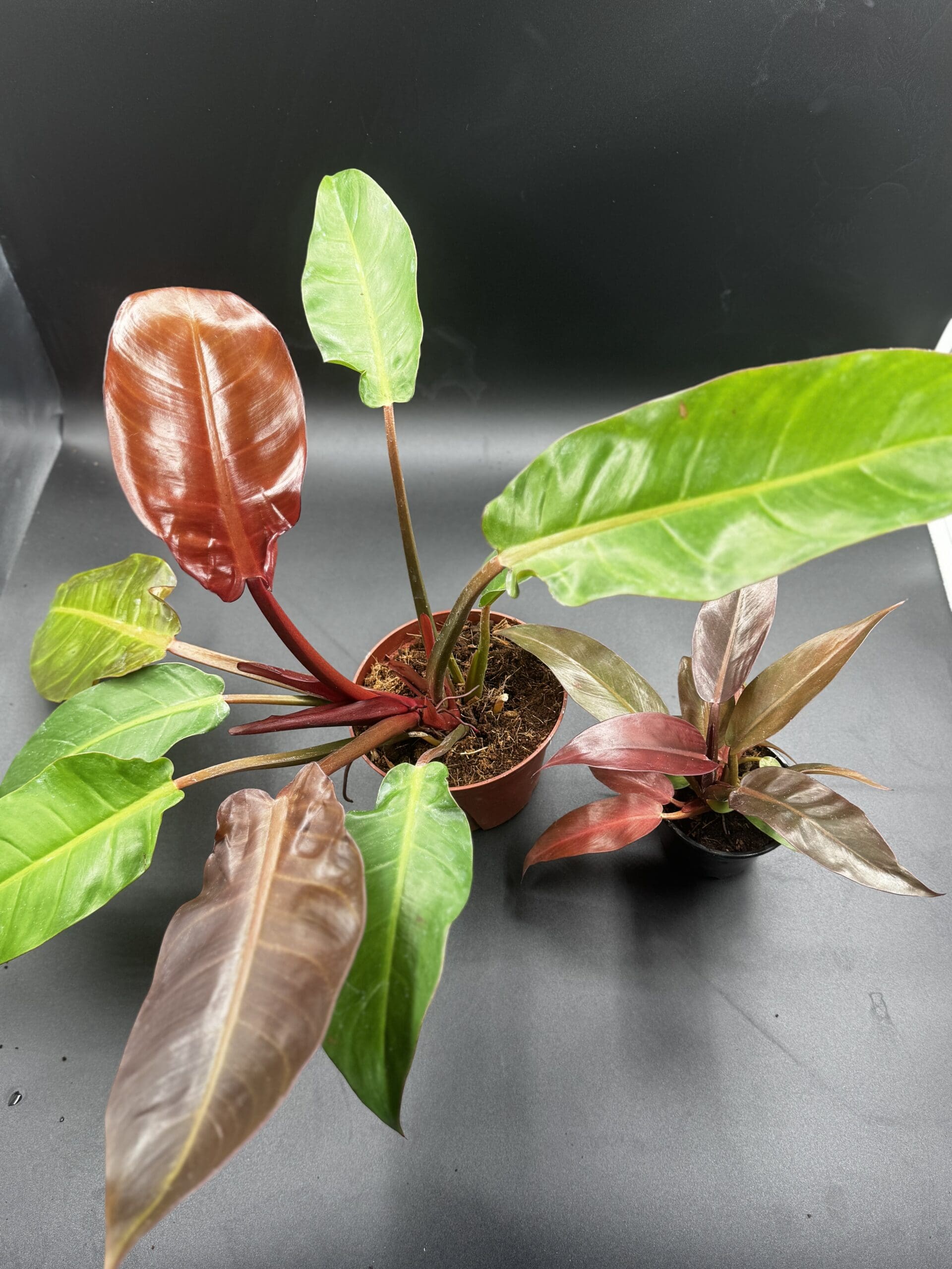 Philodendron Sun Red