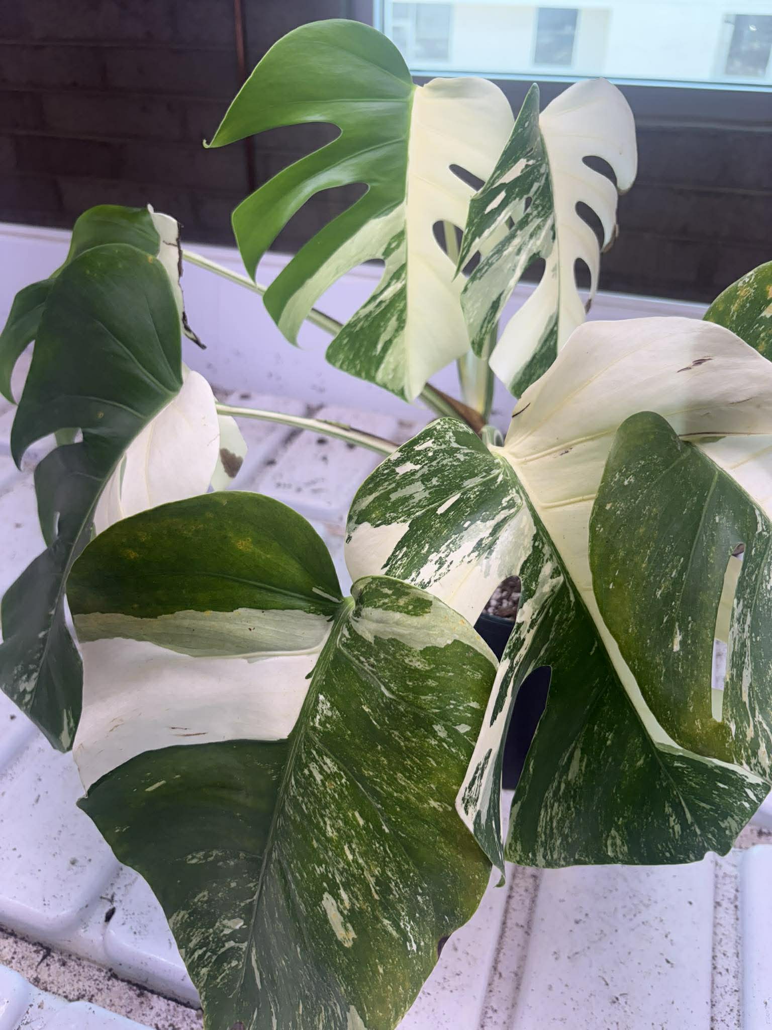 Monstera Albo giveaway plant from Rare Plant Daddy
